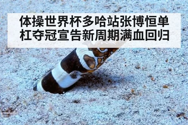 体操世界杯多哈站张博恒单杠夺冠宣告新周期满血回归
